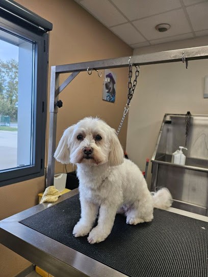 O De Chien, Toiletteur pour Animaux à Castanet-Tolosan