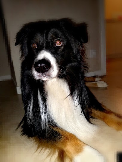 Studio 4'Pattes Murigny, Toiletteur pour Animaux à Reims