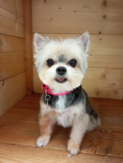 En Un Coup De Patte, Toiletteur pour Animaux à Marnaz