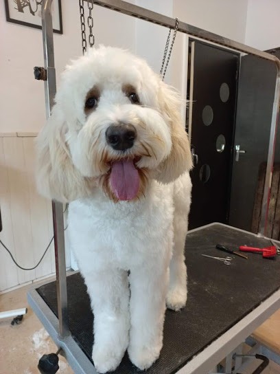 City Dog, Toiletteur pour Animaux à Sarrians