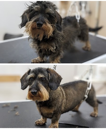 ELEGANCE DOG'S, Toiletteur pour Animaux à Rocbaron