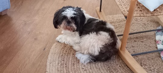 FIER D'ETRE CHIEN, Toiletteur pour Animaux à Bram