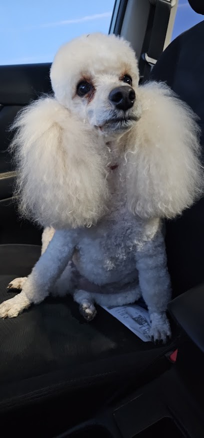 Fidelius, Toiletteur pour Animaux à Langon