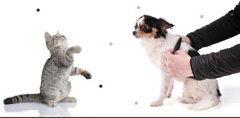 Le Salon D'Olly Toiletteur Chiens Et Chats 78, Toiletteur pour Animaux à Maisons-Laffitte