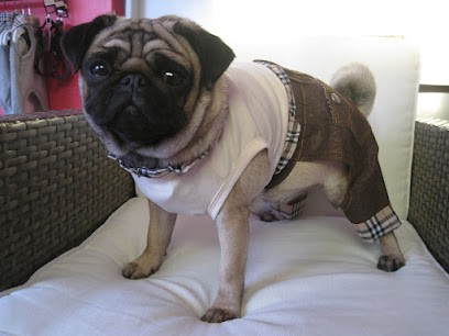 Pets Wouaf'Titud, Toiletteur pour Animaux à Savenay