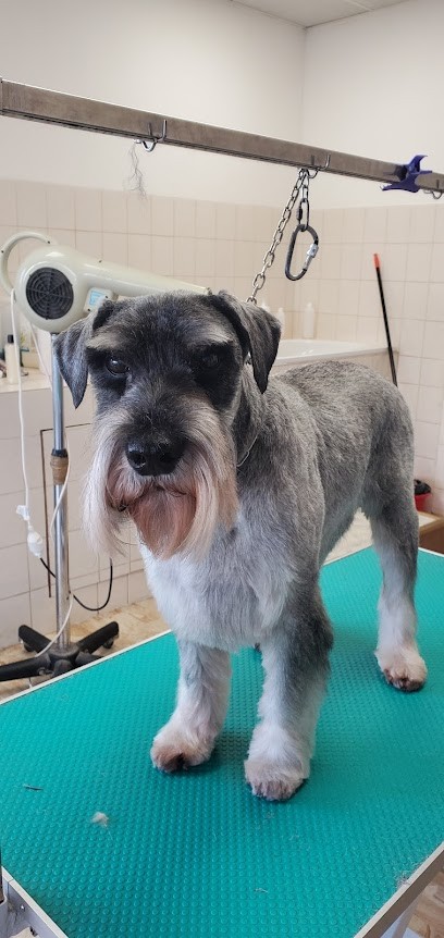 Mon Meilleur Compagnon, Toiletteur pour Animaux à Plouigneau