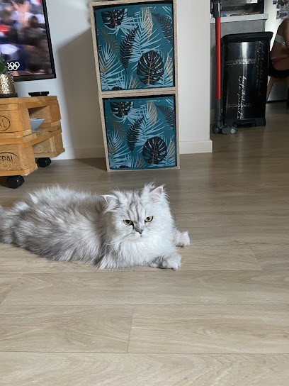 Mon Petit Compagnon, Toiletteur pour Animaux à Tigery