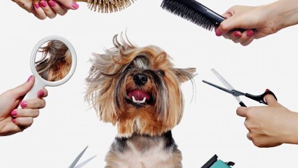 PILEPOIL24, Toiletteur pour Animaux à Périgueux