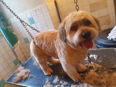 Une Patte En Or, Toiletteur pour Animaux à Poule-les-Écharmeaux