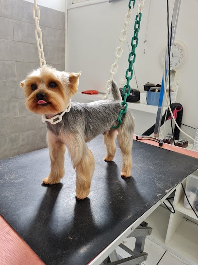 ATELIER MÉLI MÉLO TOILETTEUR POUR PETITS ET GROS CHIENS, Toiletteur pour Animaux à Saint-Priest