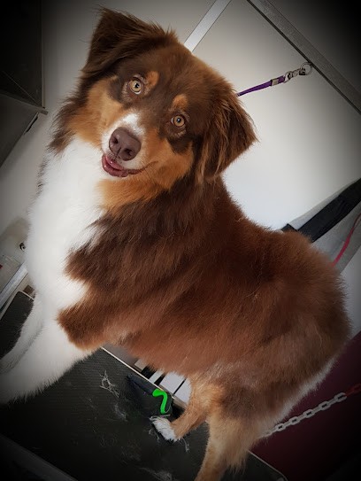 Oh My Dog Toilettage, Toiletteur pour Animaux à Steene