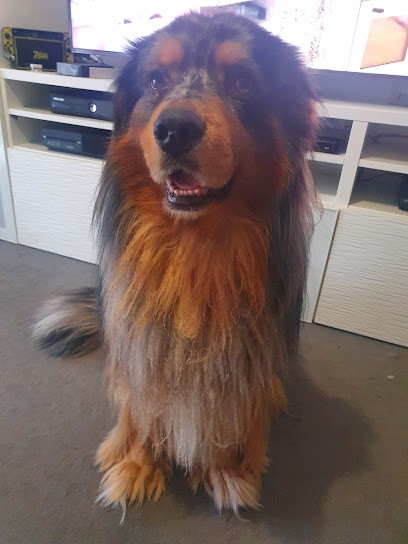 Boule De Poils, Toiletteur pour Animaux à Vaujours