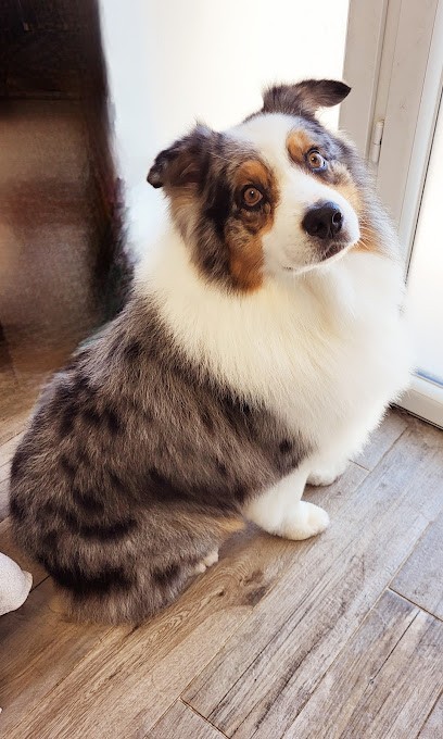 Mél K'wouaf, Toiletteur pour Animaux à Saint-Brevin-les-Pins