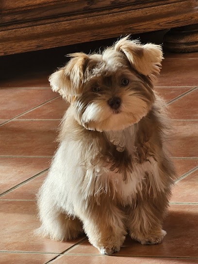 Au Caniche Elégant, Toiletteur pour Animaux à Nemours