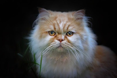 A Tout Poil, Toiletteur pour Animaux à Saint-Sever