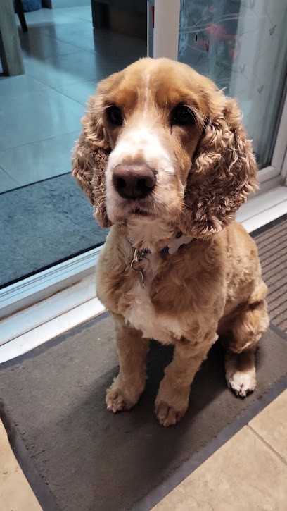 Aristochiens, Toiletteur pour Animaux à Thionville