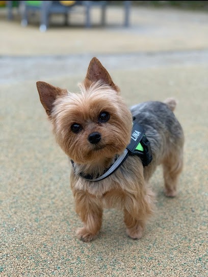 L'Art Du Chien, Toiletteur pour Animaux à Sébazac-Concourès