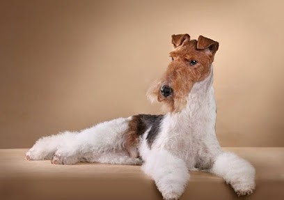 Histoire d'Os, Toiletteur pour Animaux à Perpignan