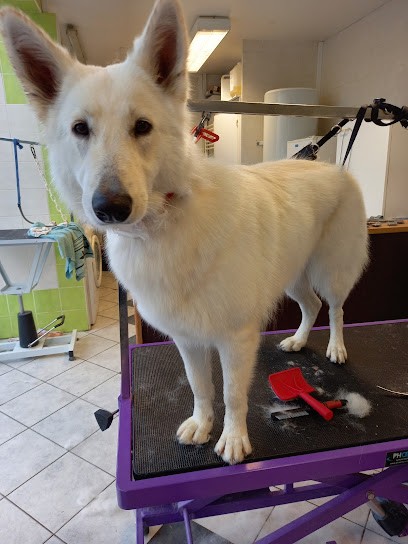 Salon toilettage : FORUM TOILETTAGE, Toiletteur pour Animaux à Argentan