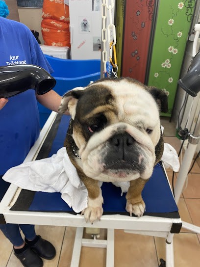 AZUR TOILETTAGE, Toiletteur pour Animaux à Sainte-Anastasie-sur-Issole