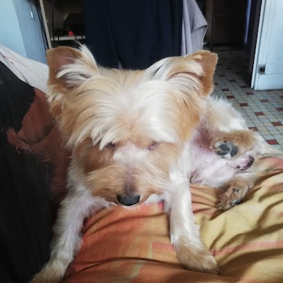 Boule de Poils, Toiletteur pour Animaux à L'Aigle