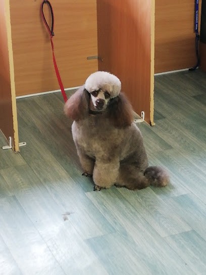 Pym Toilettage, Toiletteur pour Animaux à Rillieux-la-Pape