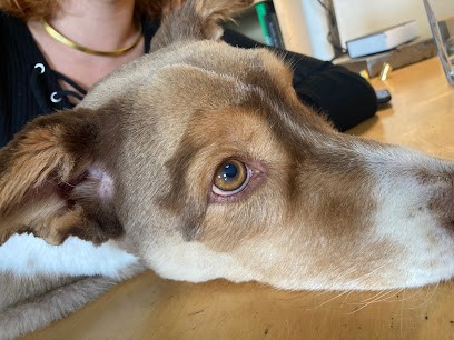 Chienville, Toiletteur pour Animaux à Chaville