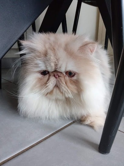 AU PEIGNE DU CHIEN THEIX, Toiletteur pour Animaux à Theix-Noyalo