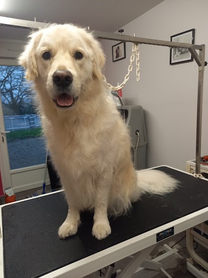 Lucky Dog, Toiletteur pour Animaux à La Chapelle-Palluau