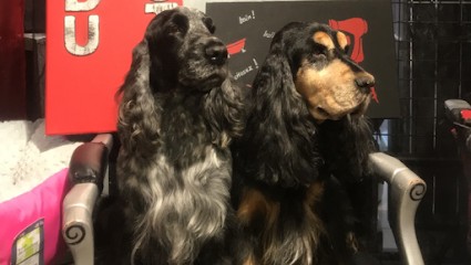 LE PARADIS DU TOUTOU, Toiletteur pour Animaux à Bourges