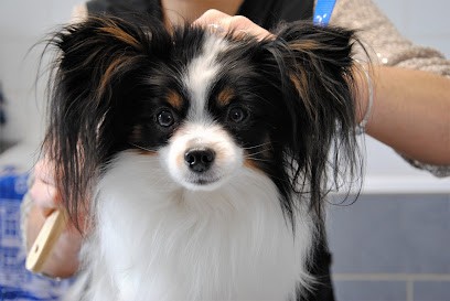 Toiletteur Bulles Dog 17, Toiletteur pour Animaux à Soubise