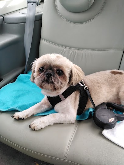 Au Joli Coeur, Toiletteur pour Animaux à Valbonne