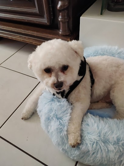 La Maison Du Chien, Toiletteur pour Animaux à Rodez