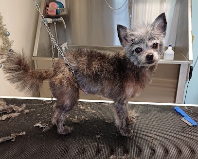 Miss Clochette Toilettage, Toiletteur pour Animaux à Nantes