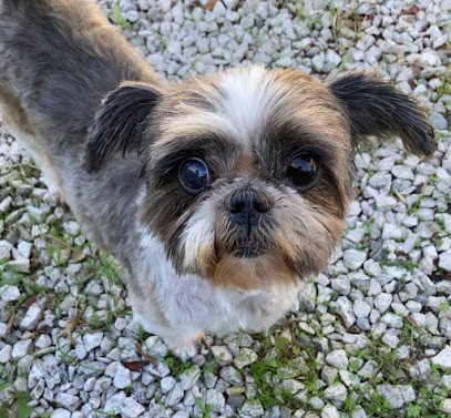 Wouah Wouah Club, Toiletteur pour Animaux à Roquevaire