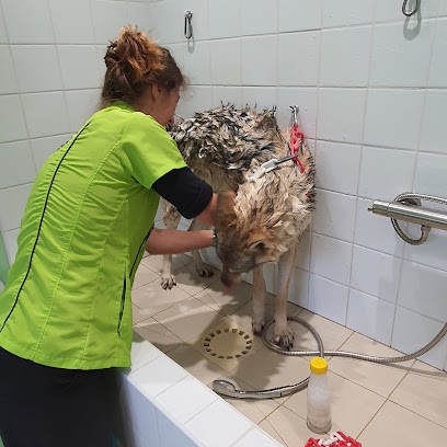Aux 6 Os Tendres, Toiletteur pour Animaux à Niederhausbergen