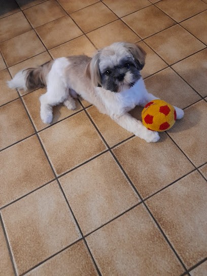 Dog Line, Toiletteur pour Animaux à Mimizan