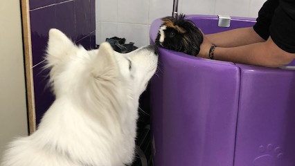 Only-Toilettage, Toiletteur pour Animaux à Tourrettes-sur-Loup