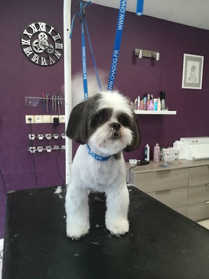 Art Et Style Canin, Toiletteur pour Animaux à Lempdes