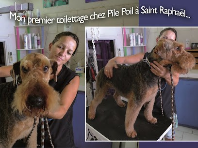 Toilettage Pile Poil, Toiletteur pour Animaux à Saint-Raphaël