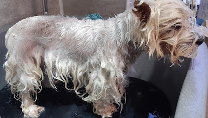 Cani Happy, Toiletteur pour Animaux à Sassenage