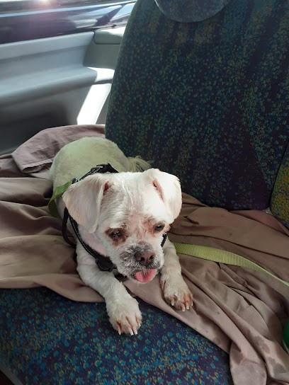 Au Petit Bain, Toiletteur pour Animaux à Marseillan