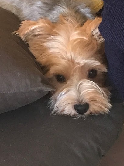 Poils Aux Pattes - Toilletage à Domicile Albi, Toiletteur pour Animaux à Valderiès