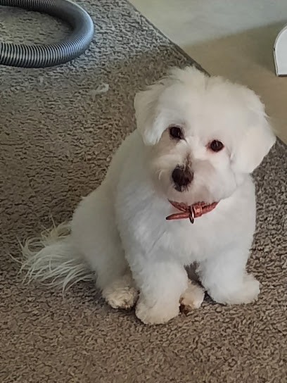 Cani’Passion, Toiletteur pour Animaux à Saint-Avold