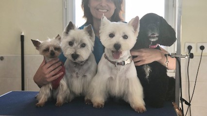 Boul'd'Poils, Toiletteur pour Animaux à Orthez