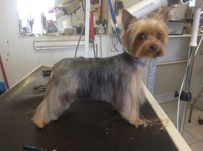 Look Coquin, Toiletteur pour Animaux à Gigean