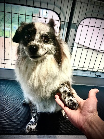 Bigoudis toilettage, Toiletteur pour Animaux à Baerenthal