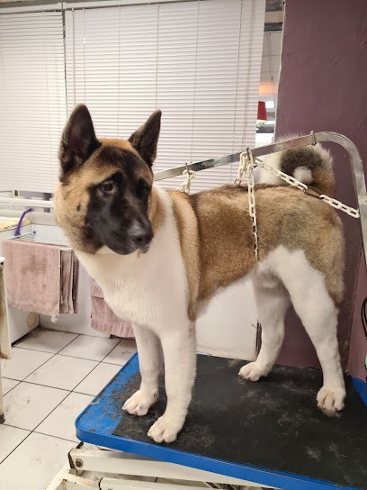 Touchatou, Toiletteur pour Animaux à La Chapelle-en-Serval