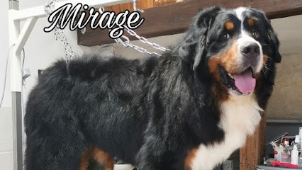 Le Studio Canin, Toiletteur pour Animaux à La Jarrie