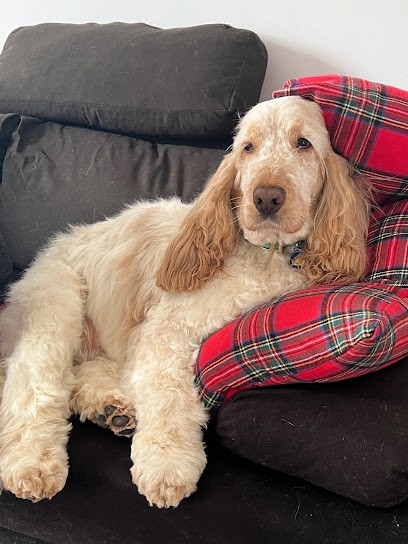 O'Poils Près, Toiletteur pour Animaux à Loudéac